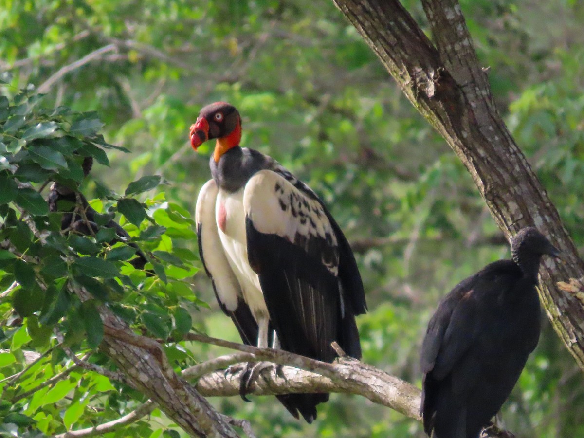 King Vulture - ML620281552