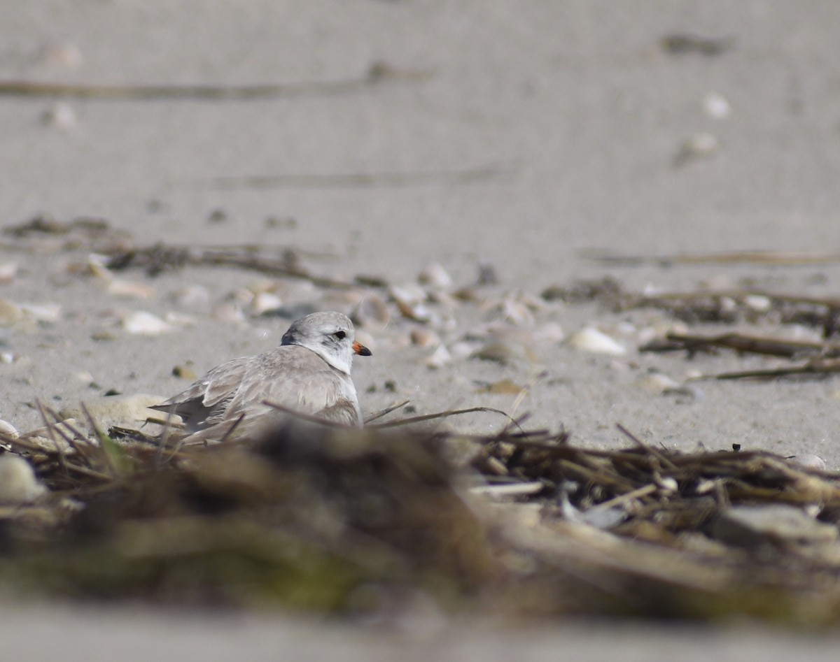 Piping Plover - ML620281554