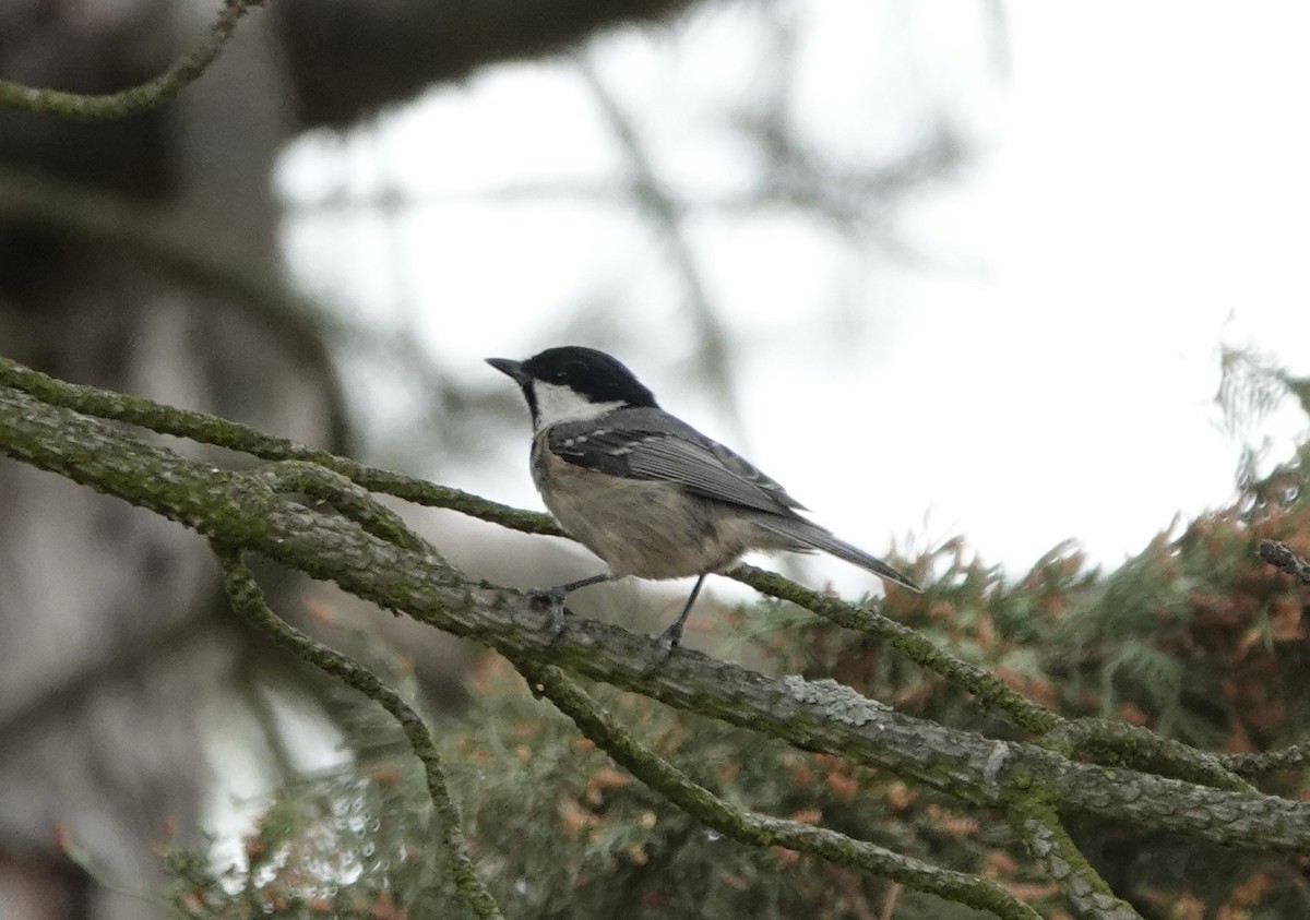 Coal Tit - ML620281559