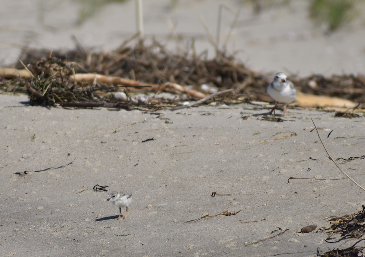 Piping Plover - ML620281560