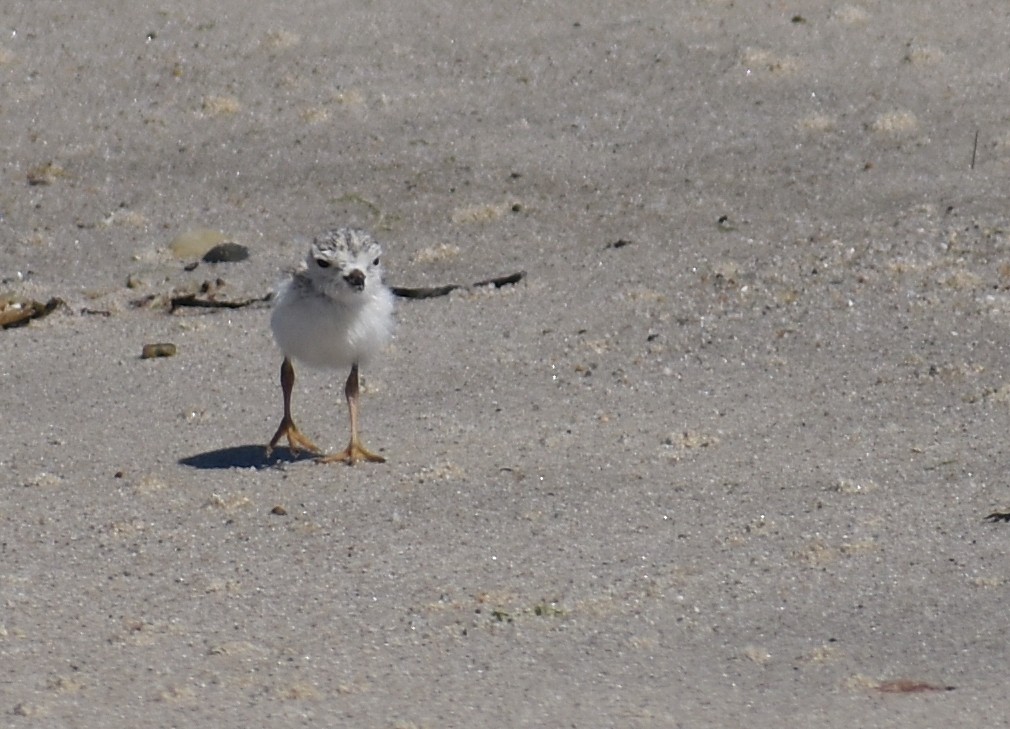 Piping Plover - ML620281564