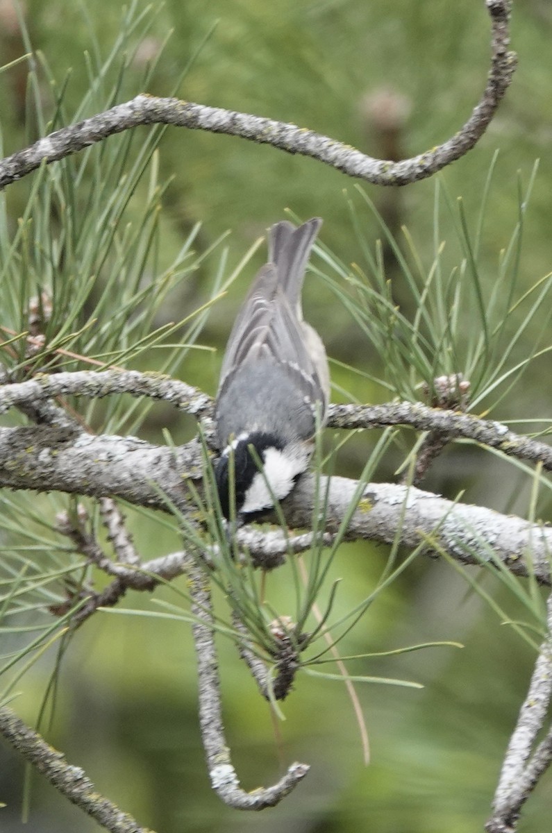 Coal Tit - ML620281566