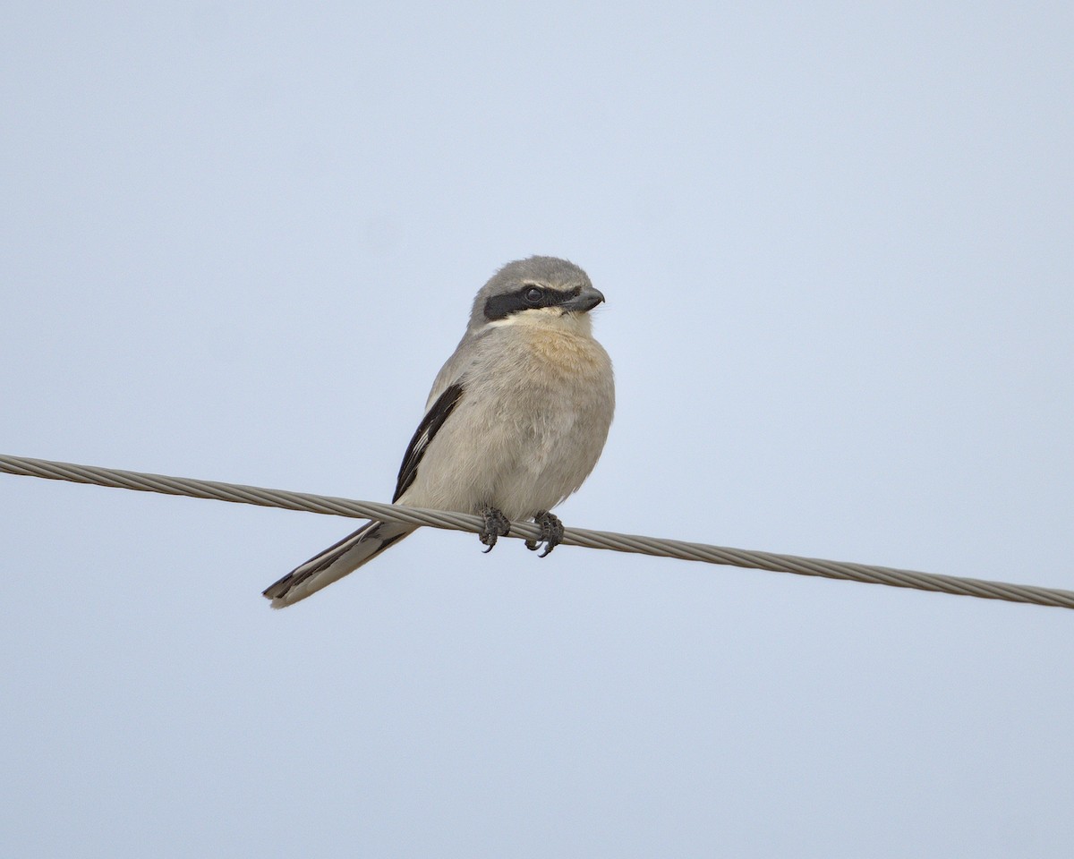 Loggerhead Shrike - ML620281567