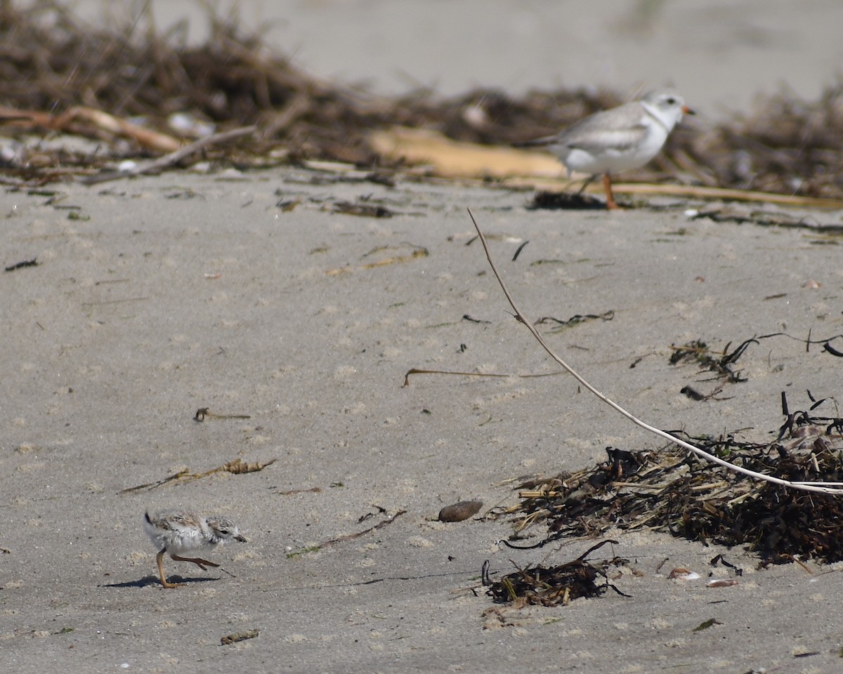 Piping Plover - ML620281569