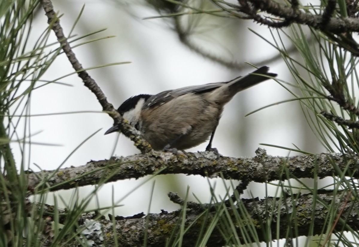 Coal Tit - ML620281572