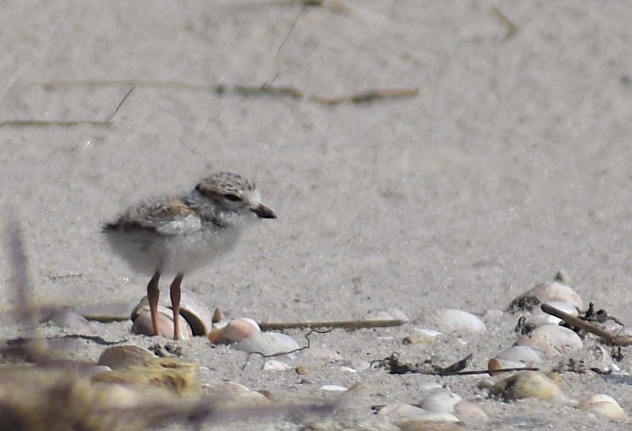 Piping Plover - ML620281575