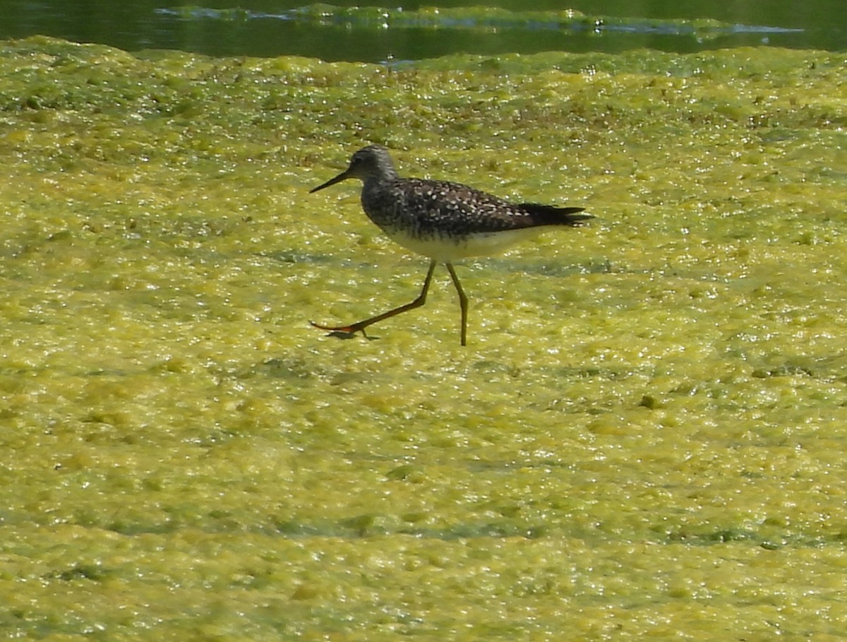 Lesser Yellowlegs - ML620281577