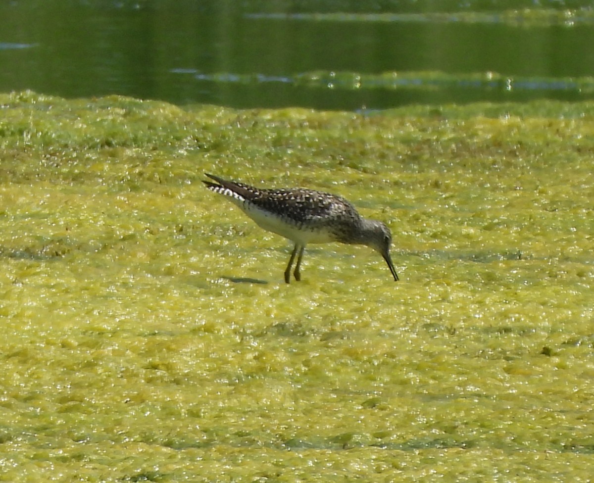 Lesser Yellowlegs - ML620281579