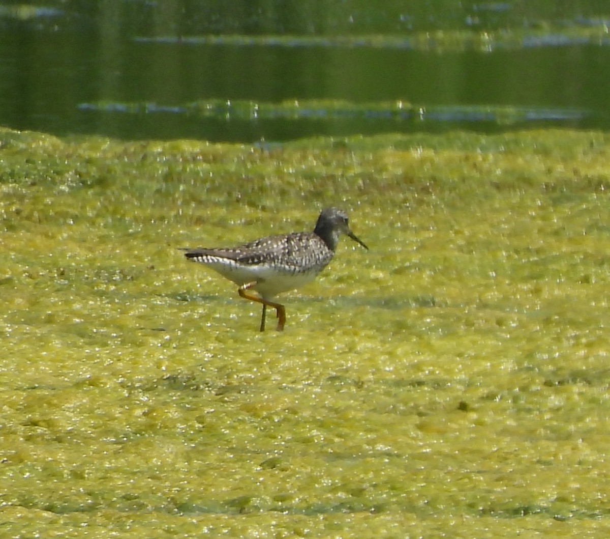 Lesser Yellowlegs - ML620281580