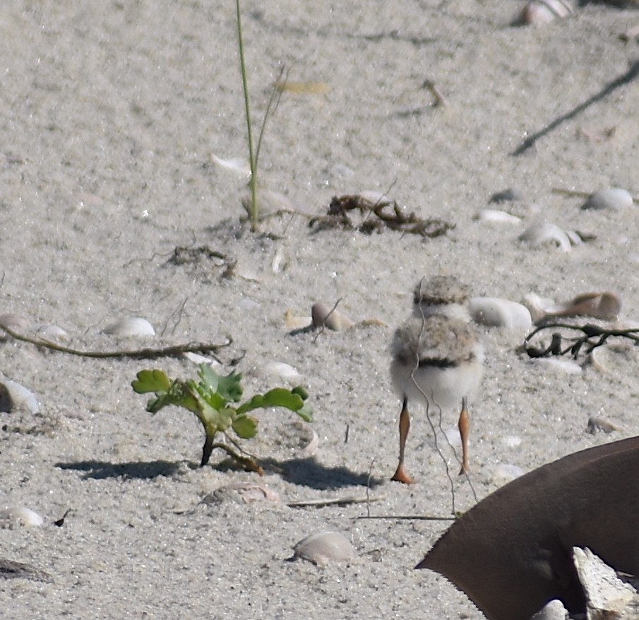 Piping Plover - ML620281582