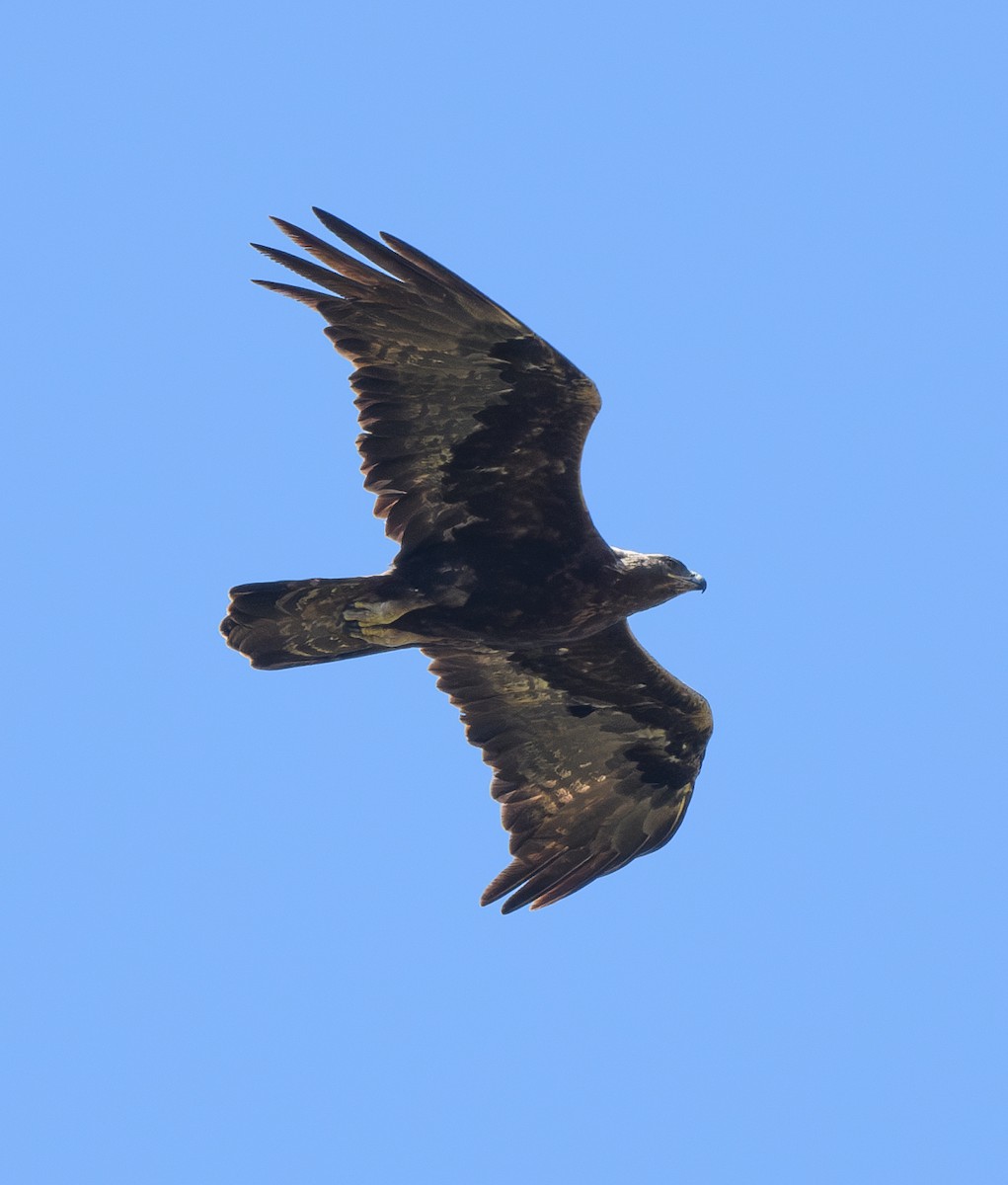 Golden Eagle - ML620281583