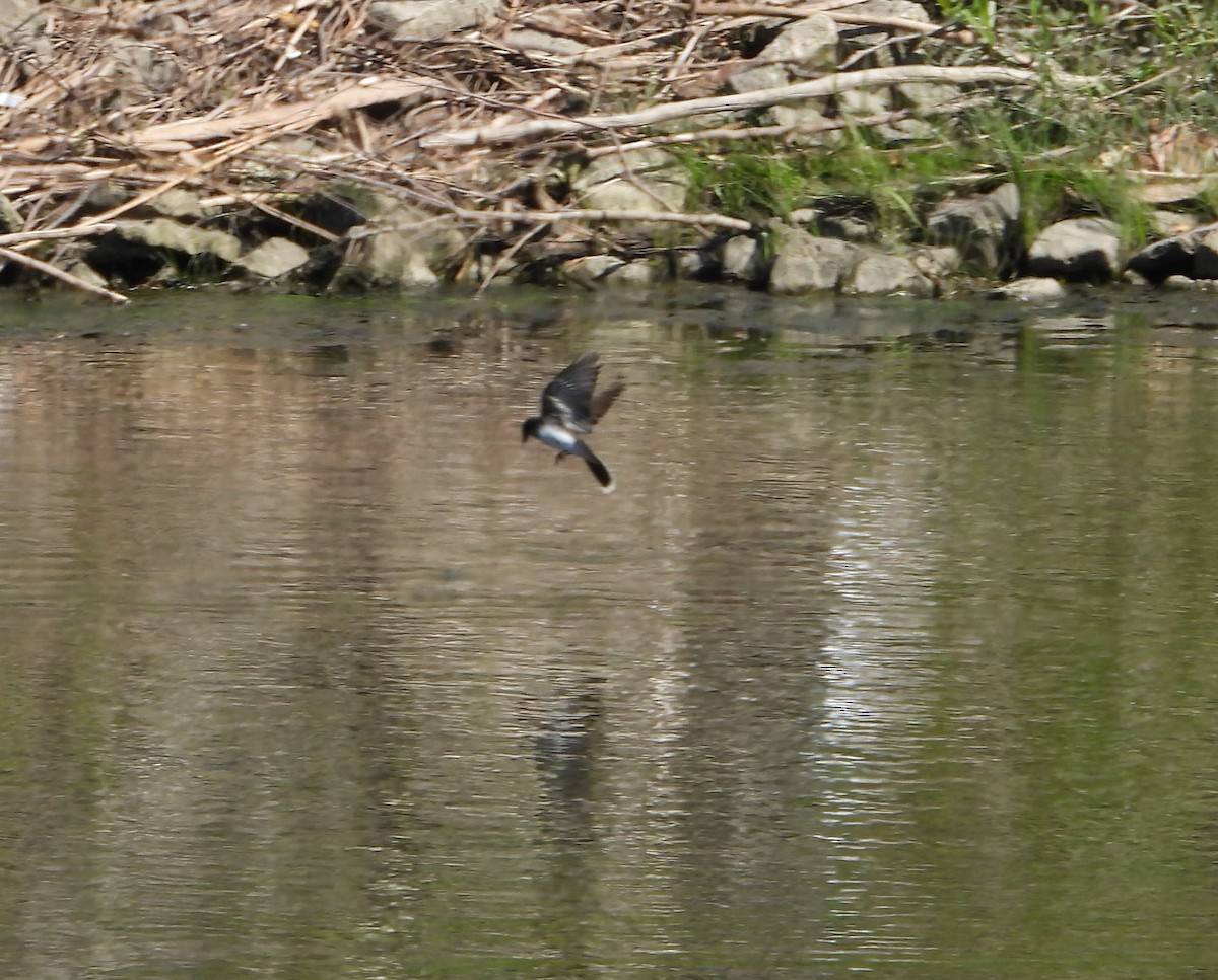 Eastern Kingbird - ML620281584