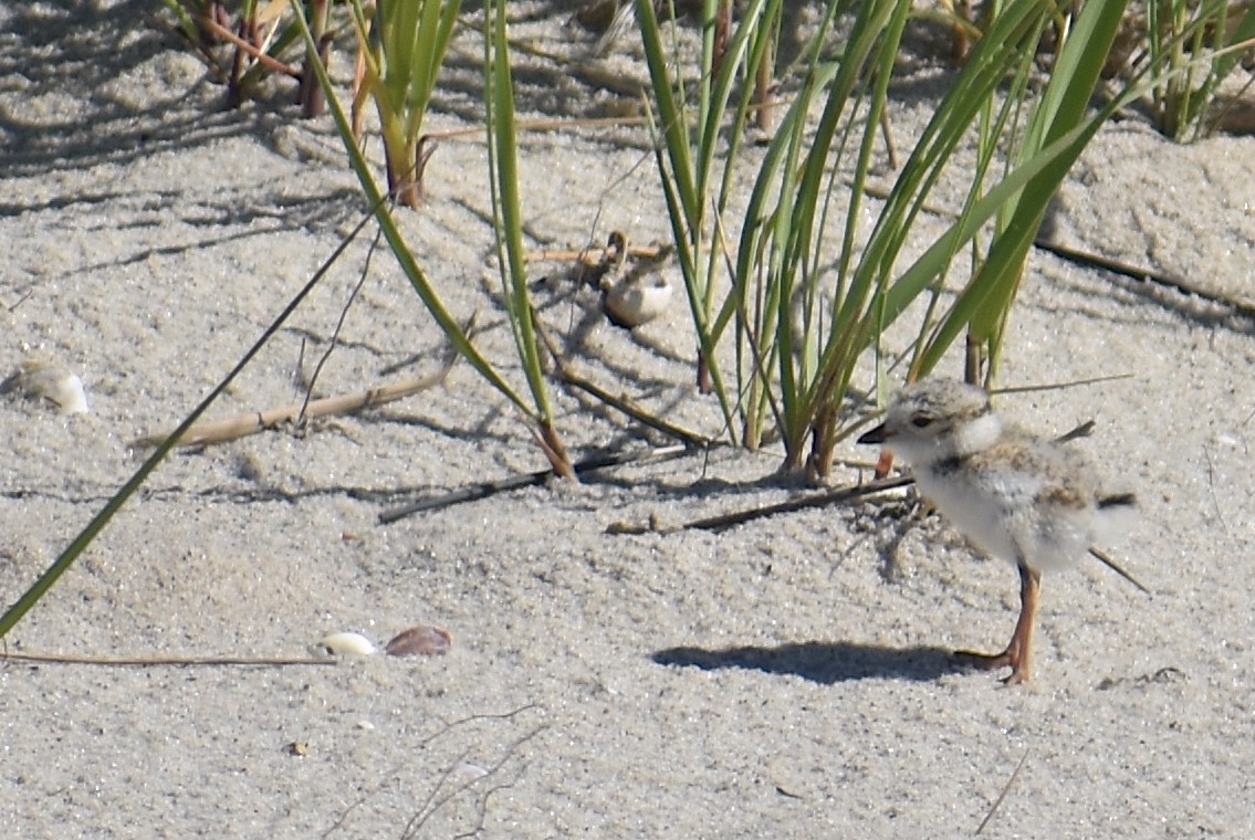 Piping Plover - ML620281585