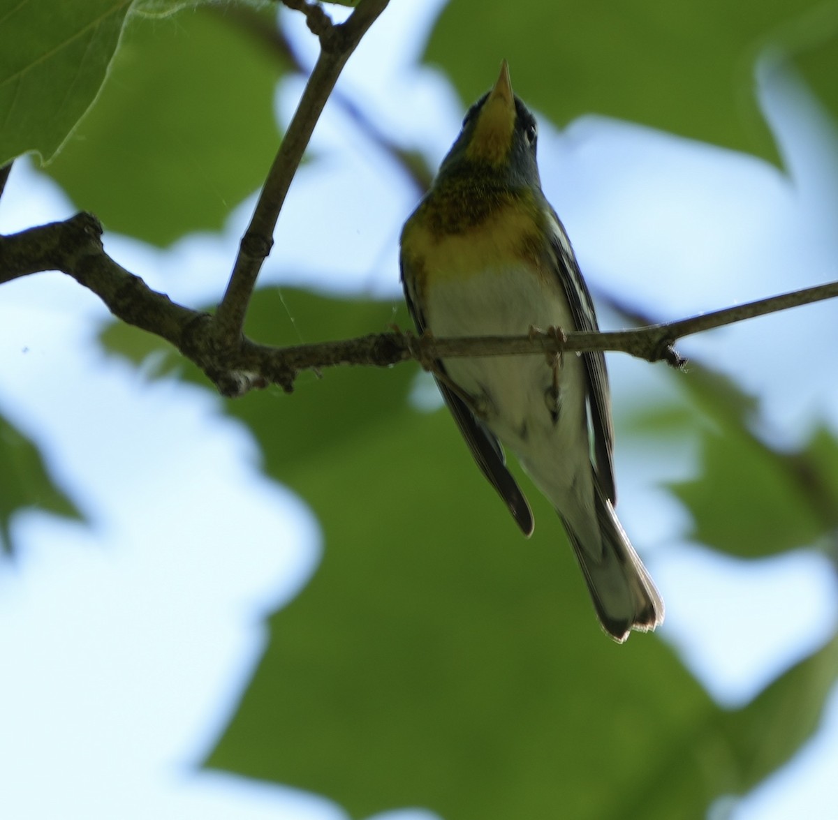 Northern Parula - ML620281586