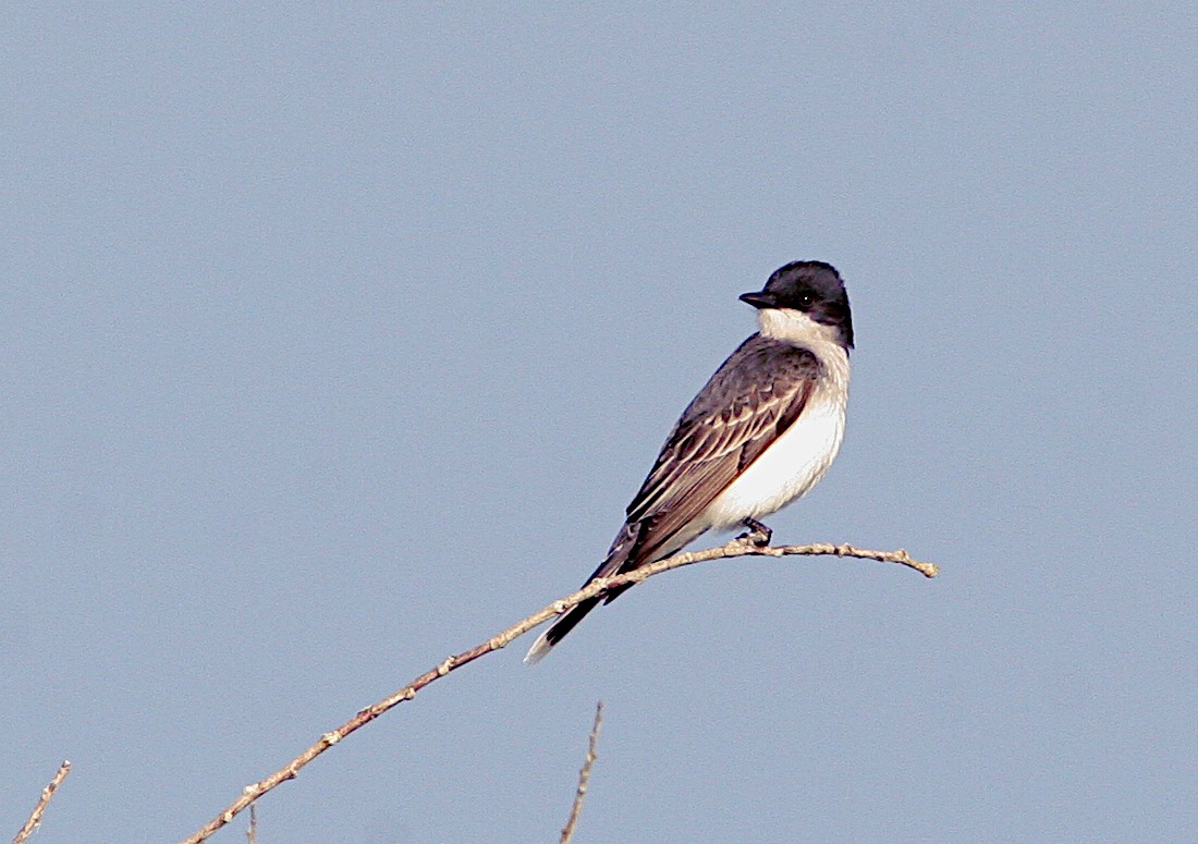 Eastern Kingbird - ML620281587