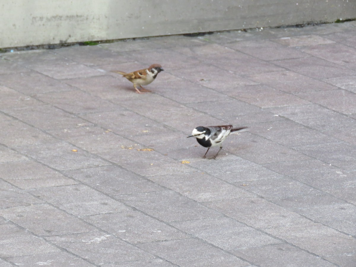 White Wagtail - ML620281588