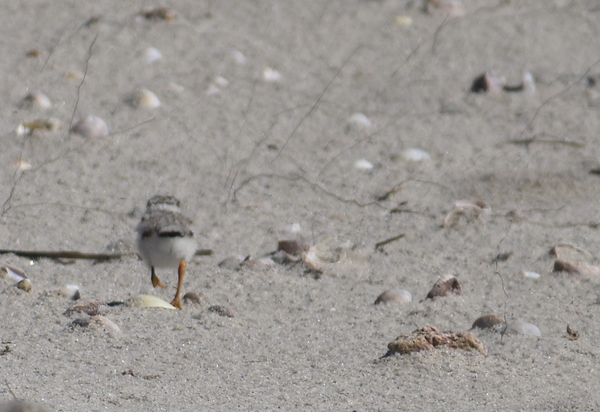 Piping Plover - ML620281589