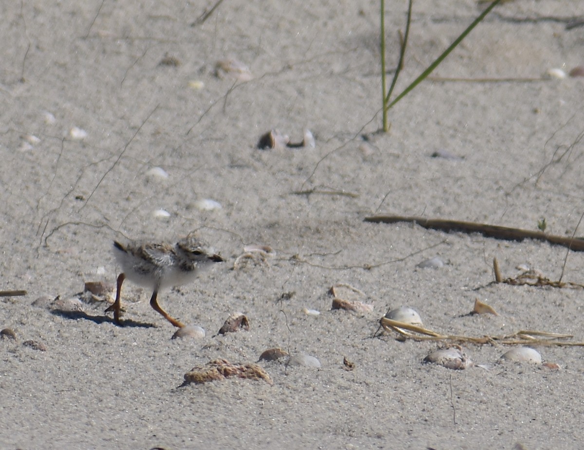 Piping Plover - ML620281592