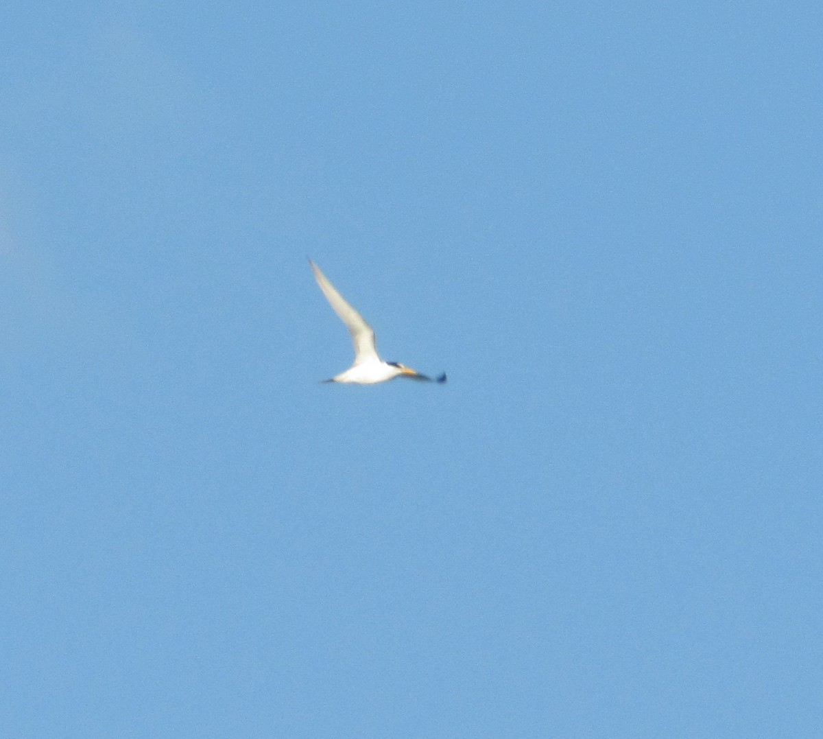 Least Tern - ML620281595