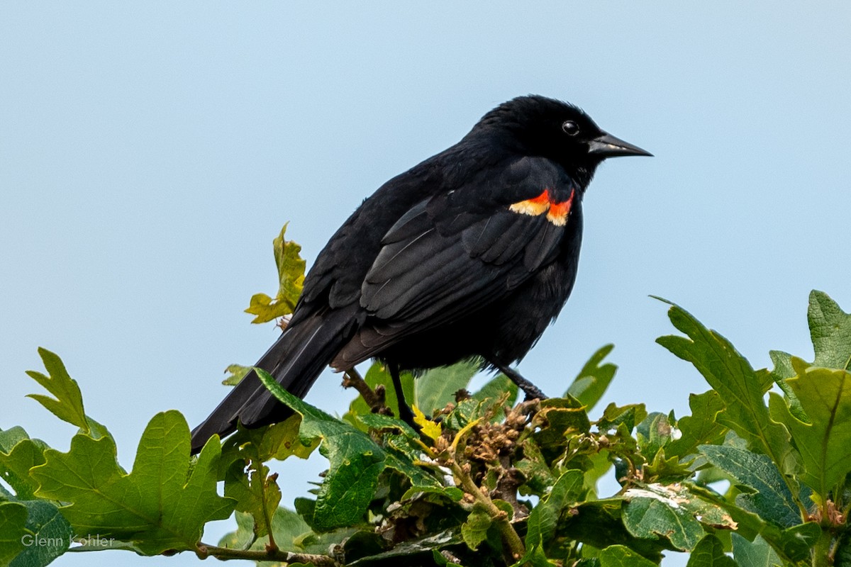 Red-winged Blackbird - ML620281596