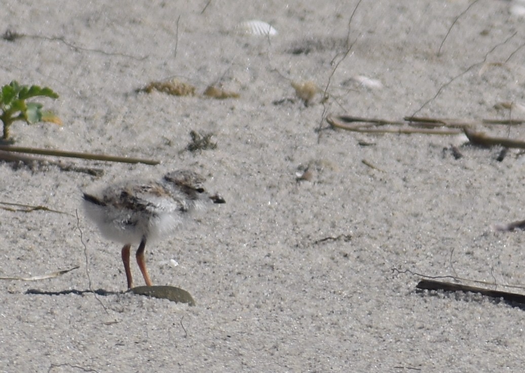 Piping Plover - ML620281598