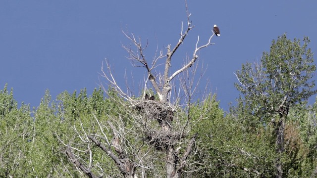 Bald Eagle - ML620281599