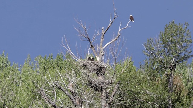 Bald Eagle - ML620281599