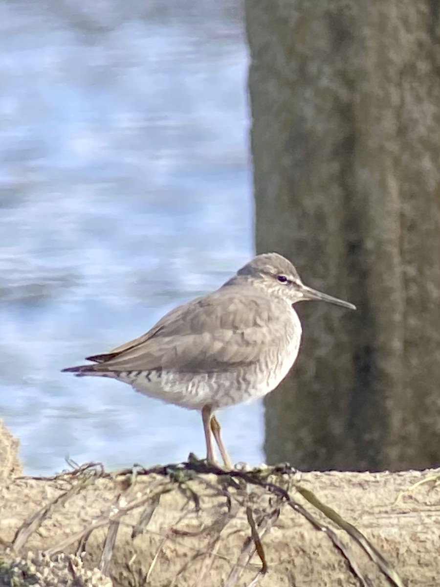 Wandering Tattler - ML620281600