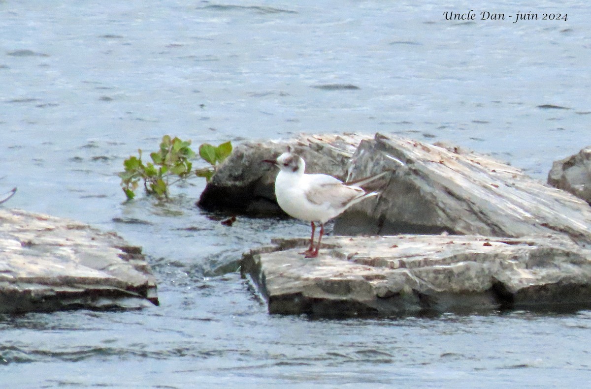 Black-headed Gull - ML620281601