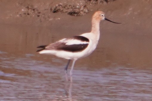 American Avocet - ML620281602