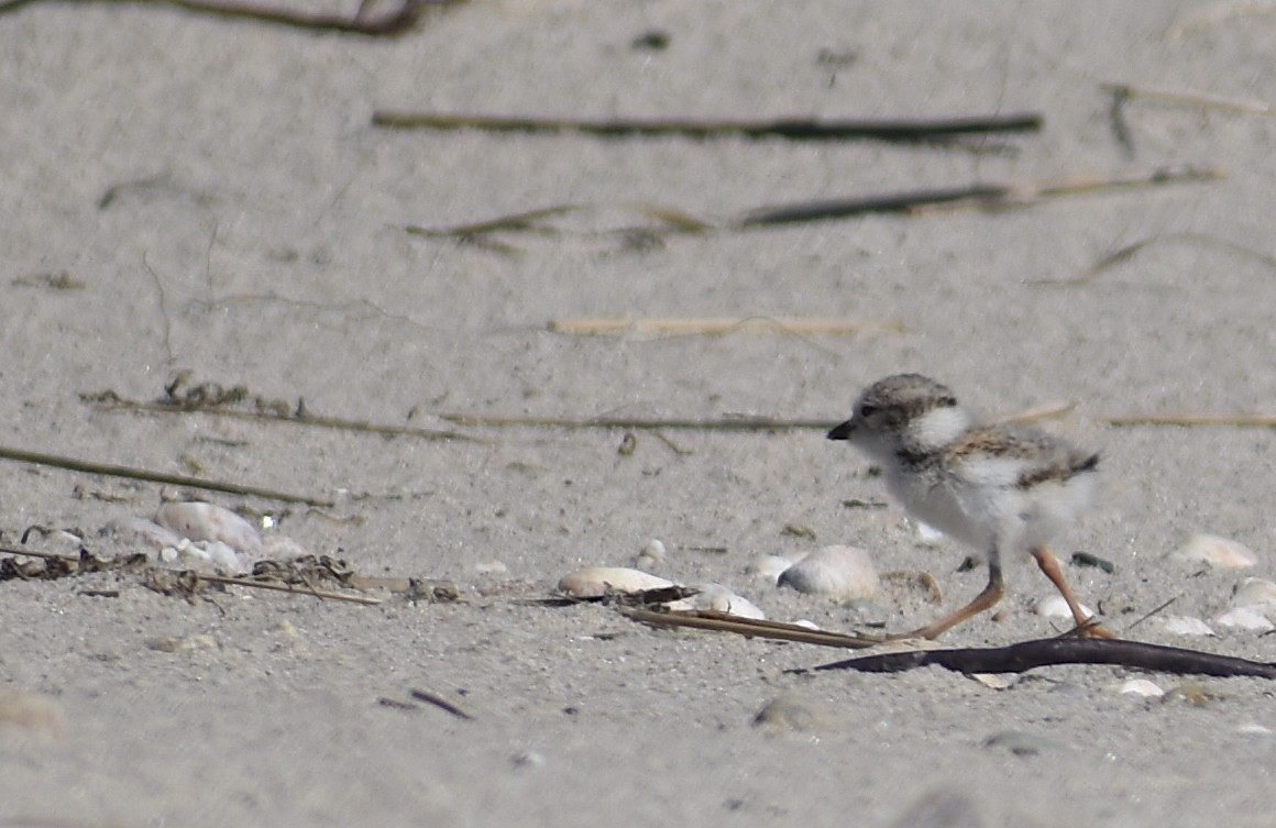 Piping Plover - ML620281603