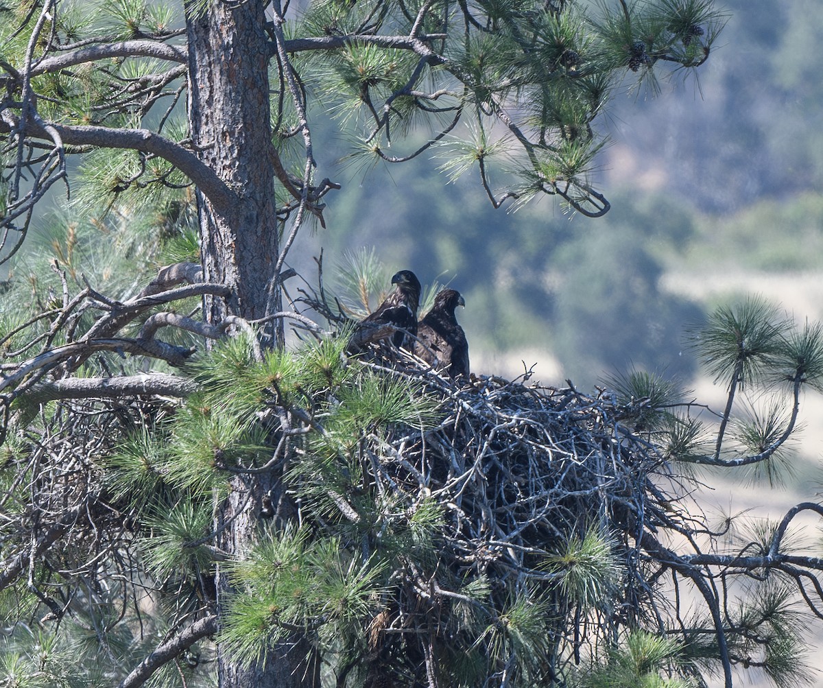 Bald Eagle - ML620281605