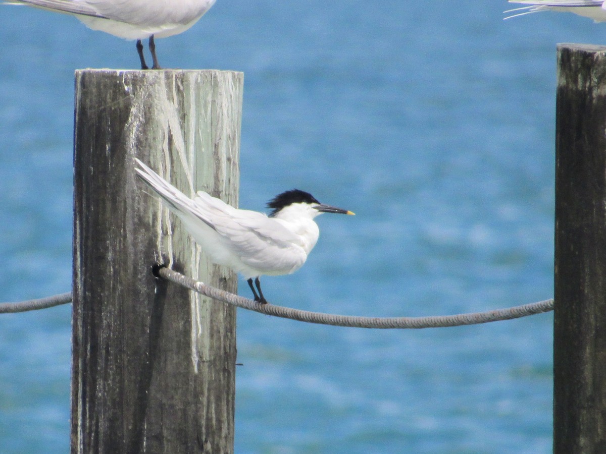 Sandwich Tern - ML620281606