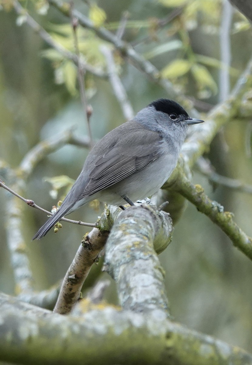 Eurasian Blackcap - ML620281607