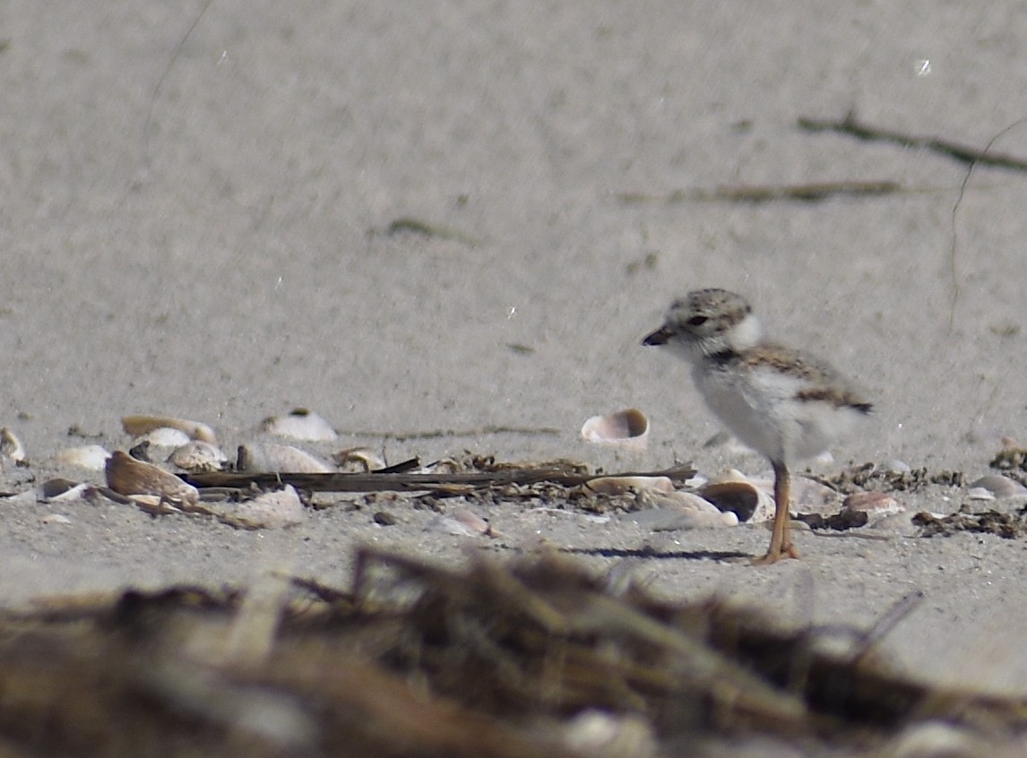 Piping Plover - ML620281610