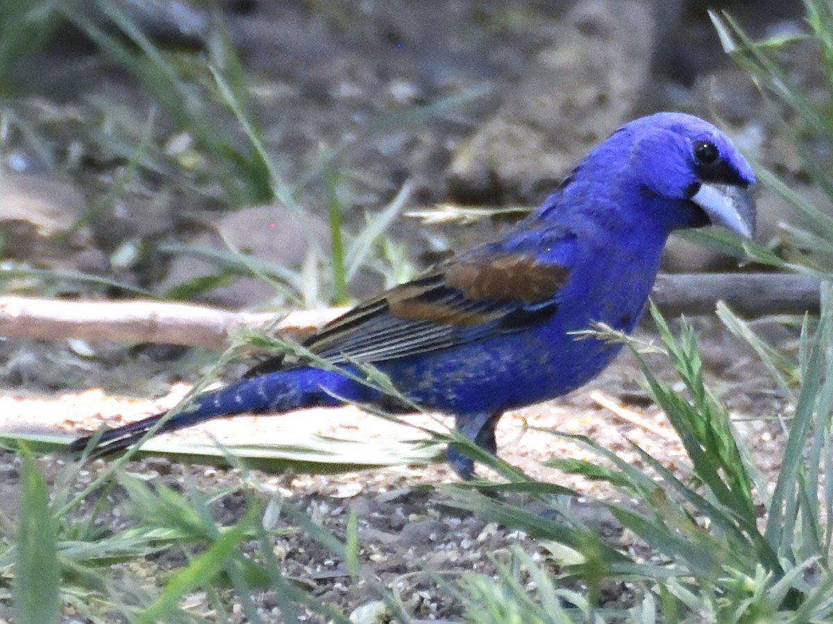 Blue Grosbeak - ML620281611