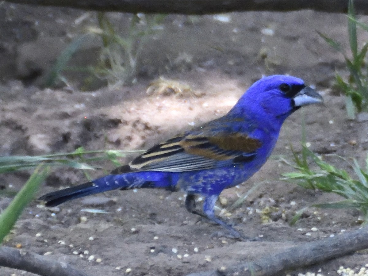 Blue Grosbeak - ML620281612