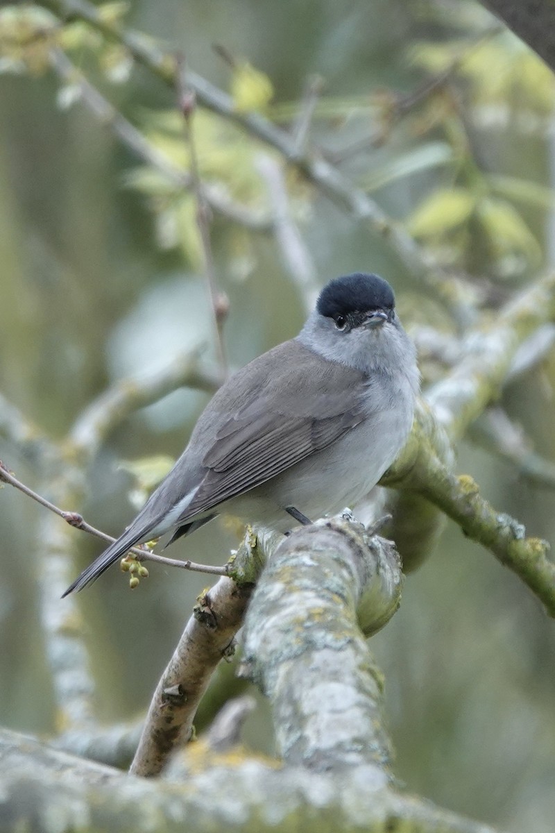 Eurasian Blackcap - ML620281617