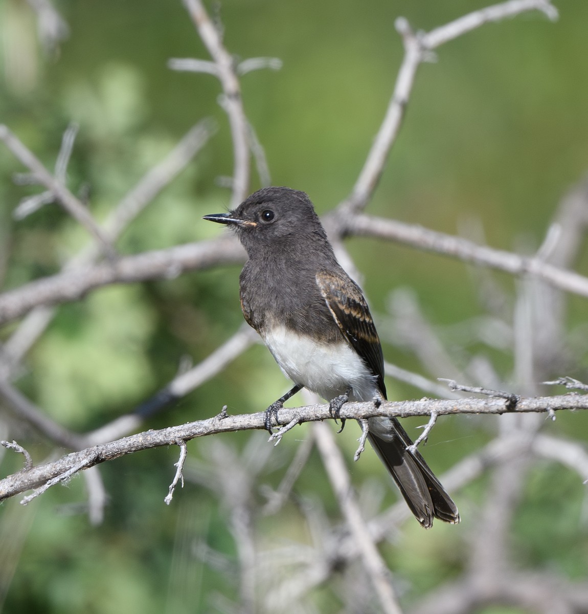 Black Phoebe - ML620281618