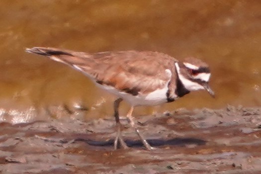 Killdeer - ML620281620