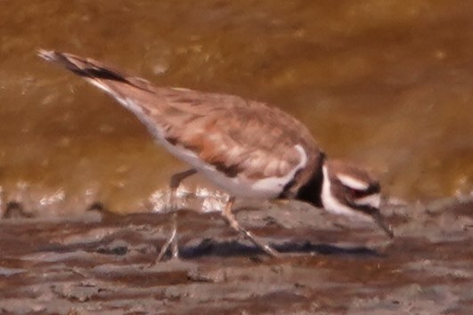 Killdeer - ML620281621