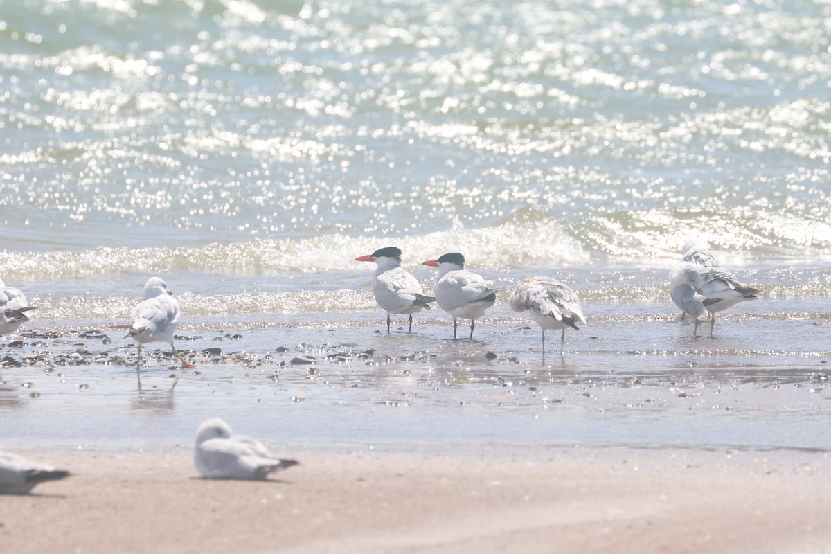 Caspian Tern - ML620281622