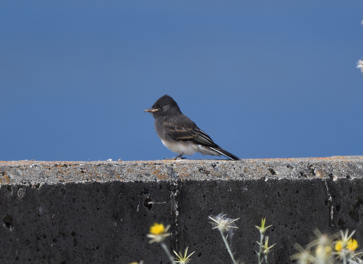 Black Phoebe - ML620281623