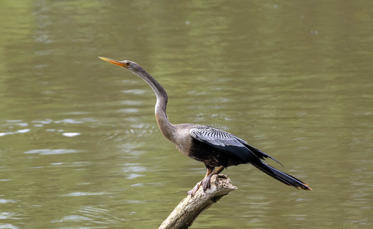 Anhinga Americana - ML620281626