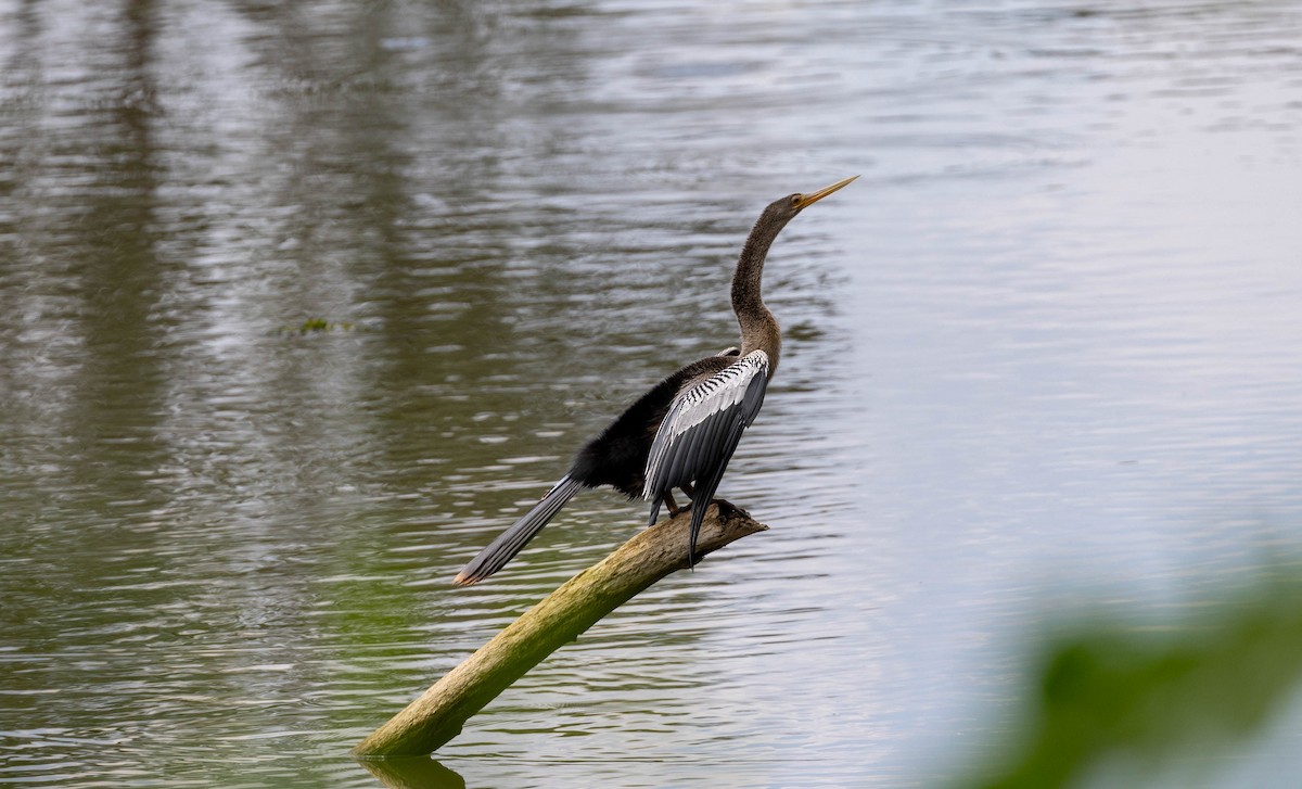 Amerika-Schlangenhalsvogel - ML620281627