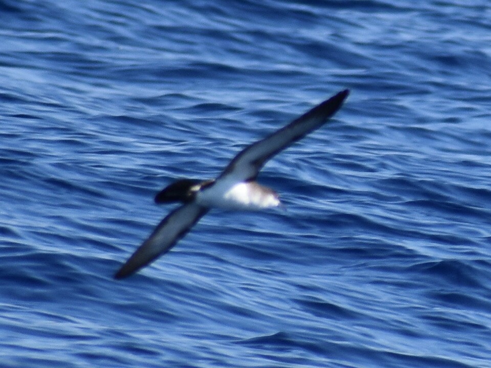 Audubon's Shearwater - ML620281629