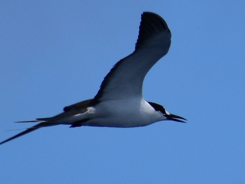 Sooty Tern - ML620281631