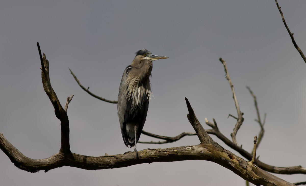 Garza Azulada - ML620281632