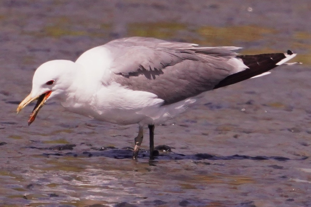 Goéland de Californie - ML620281641