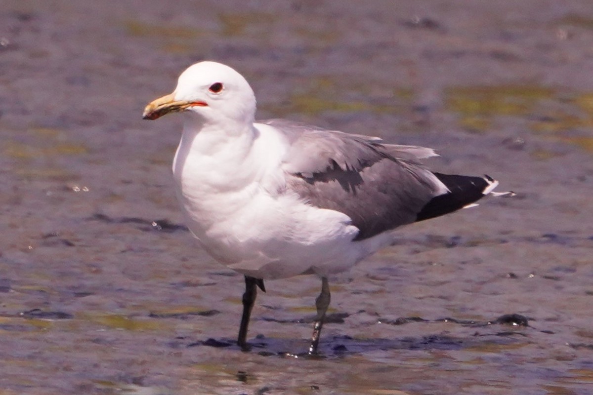 Goéland de Californie - ML620281642